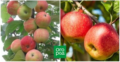 Лучшие сорта яблони для Урала: как выбрать подходящий сорт